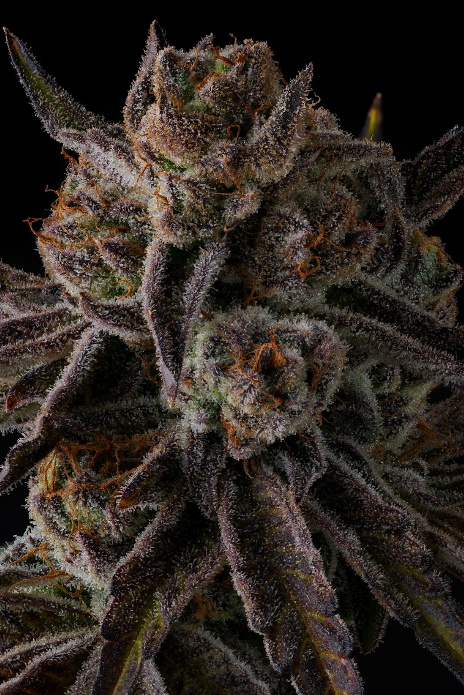 Compound Genetics - PURPLE PRESERVES - Feminized