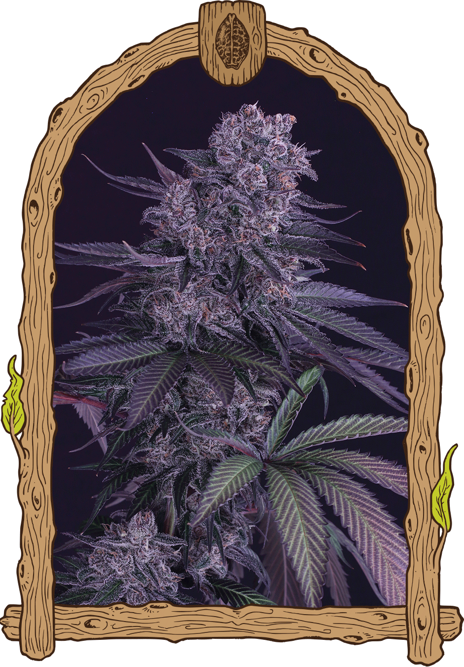 Exotic Seed - QUICK BLACK LEMON - Feminized