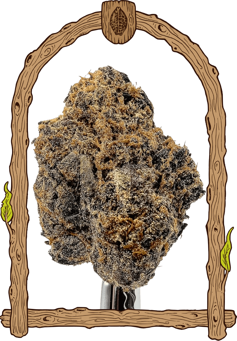 Exotic Seed - QUICK BLACK LEMON - Feminized