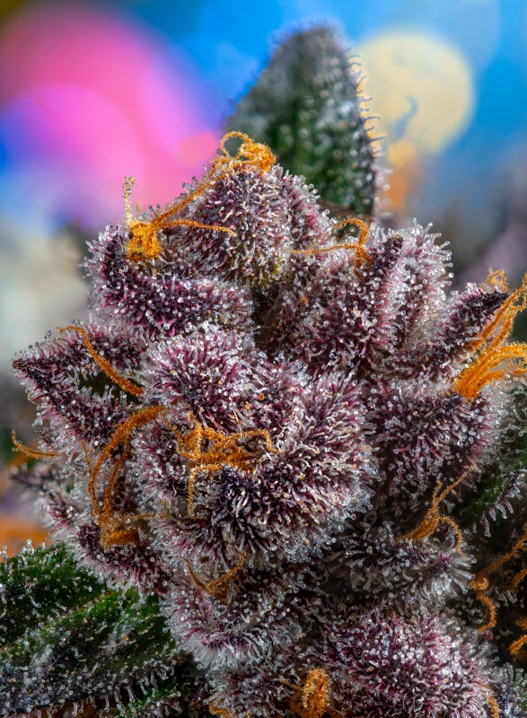 Sweet Seeds - RED STRAWBERRY BANANA - Automatic