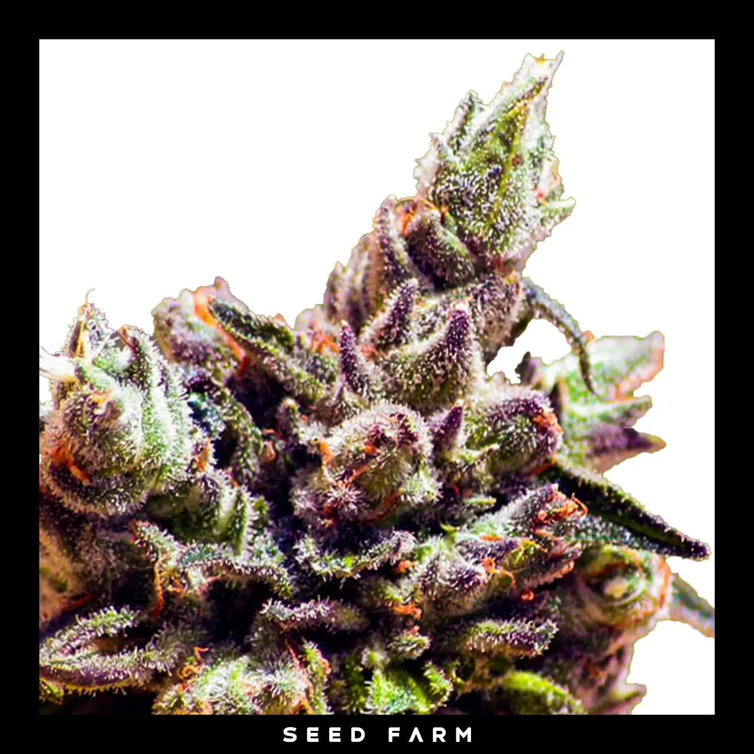 Ripper Seeds Washing Machine feminisierte Cannabis Samen, Blüte