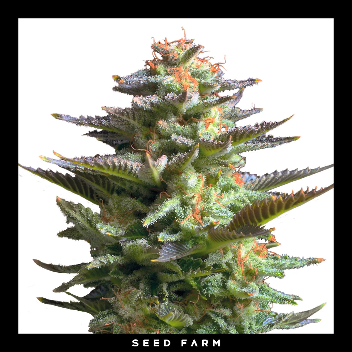Royal Queen Seeds Amnesia Haze, feminisierte Cannabis Samen, Blüte