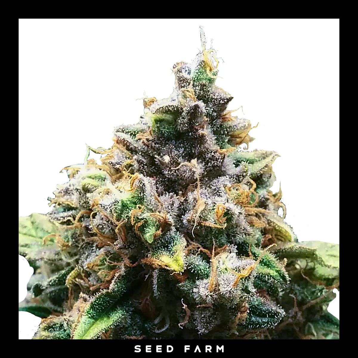 Royal Queen Seeds - CRITICAL - Regular