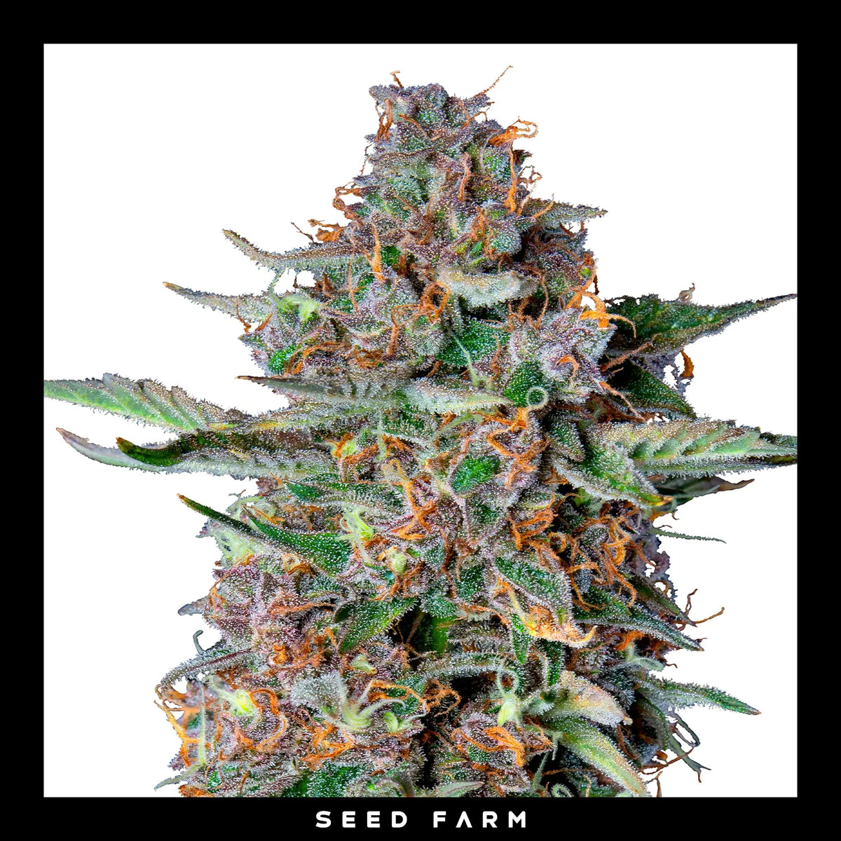 Royal Queen Seeds Dosidos, automatic Cannabis Samen, Blüte