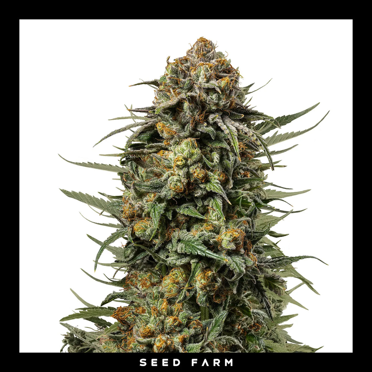 Royal Queen Seeds x Mike Tyson, Gelato 44, feminisierte Cannabis Samen, Blüte