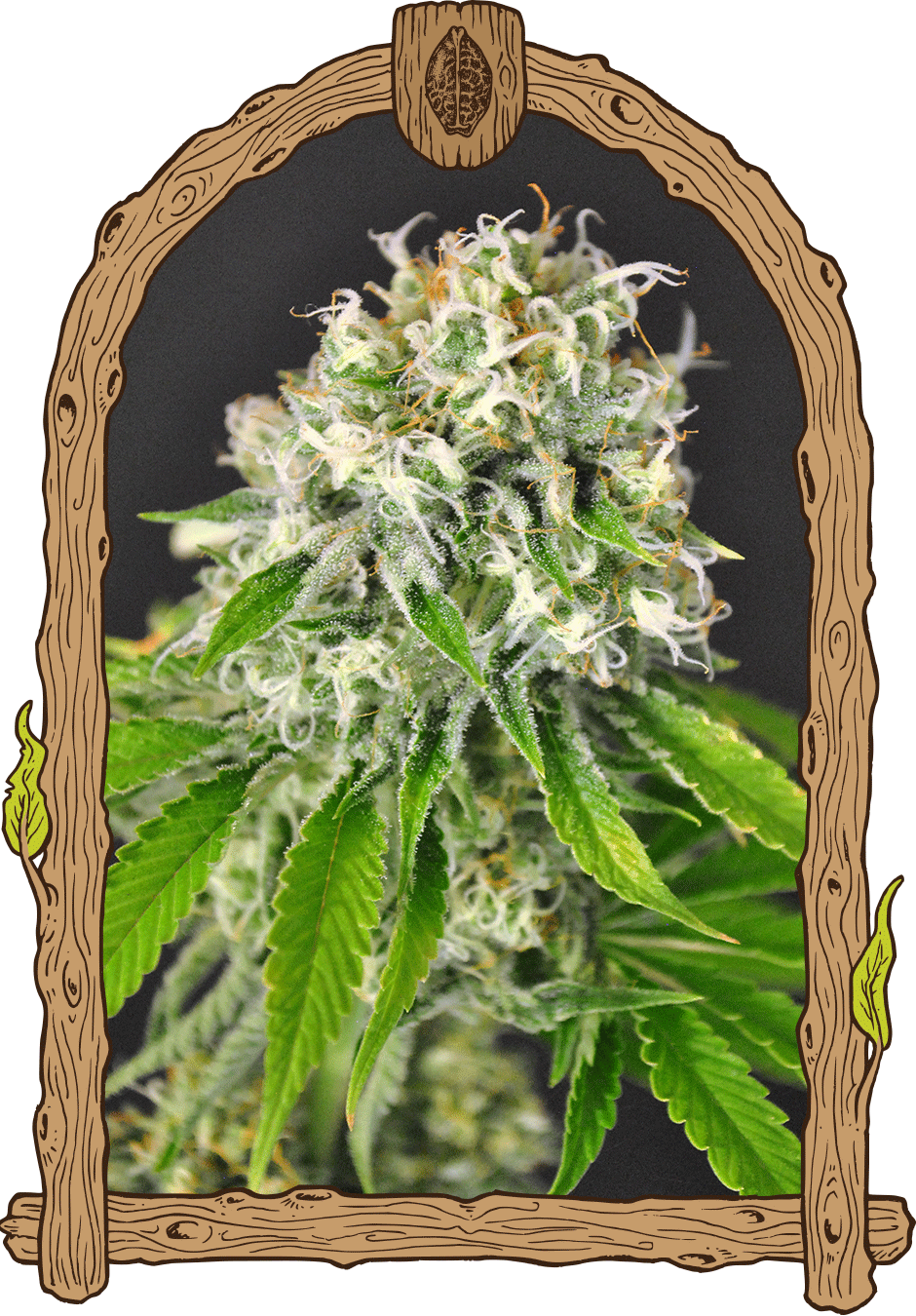 Exotic Seed - EXOTIC RUNTZ - Feminized