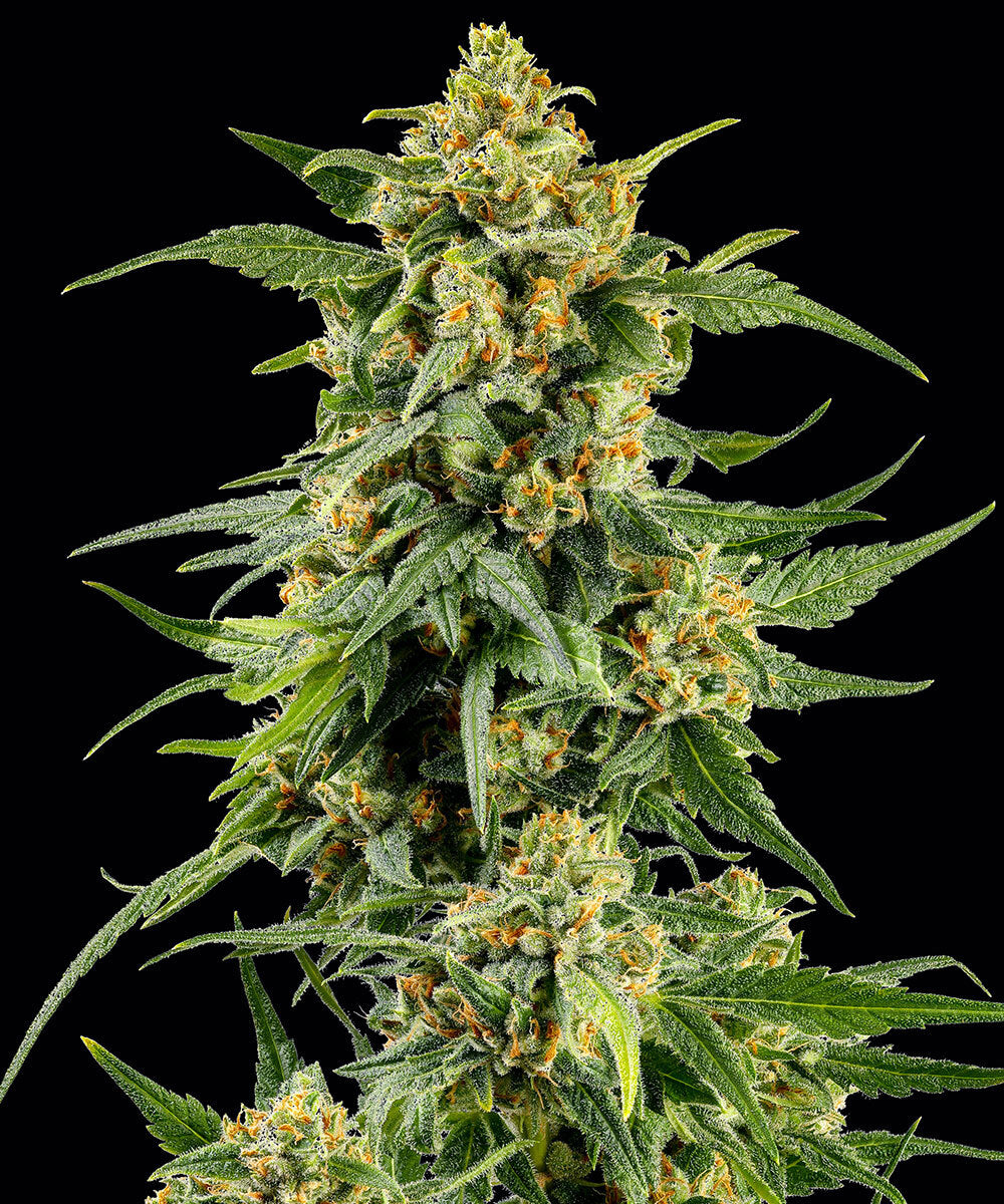 Barney's Farm - SKUNK #1 - Feminized - 3 Seeds