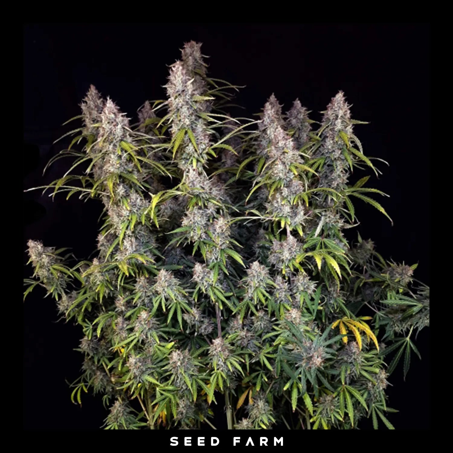 Super Sativa Seed Club, Purple OG Punch, automatisierte Cannabis Samen, Blüte