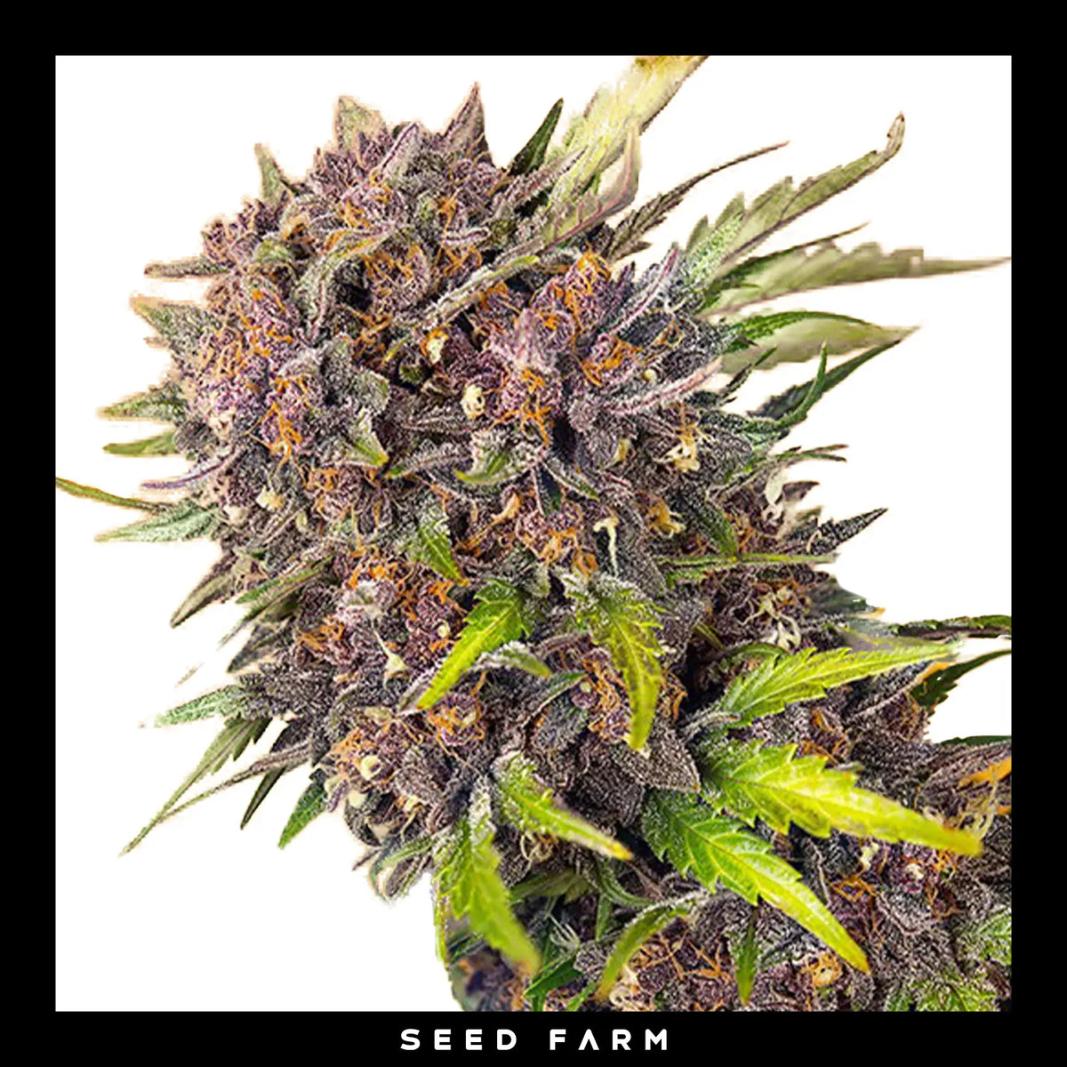 Sweet Seeds, Diablo Rojo Xl, automatische Cannabis Samen, Blüte