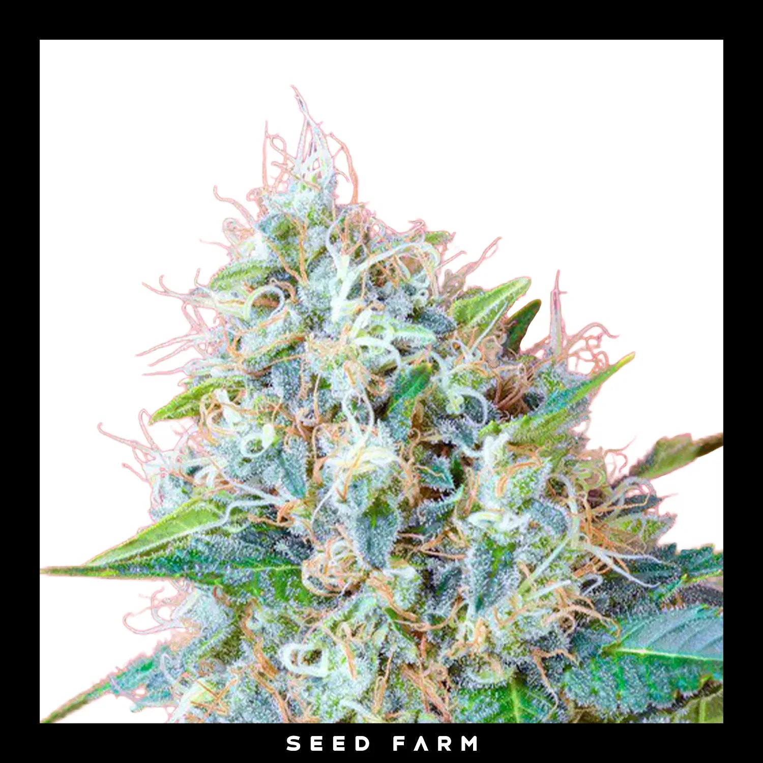 Sweet Seeds, Green Poison, feminisierte Cannabis Samen, Blüte