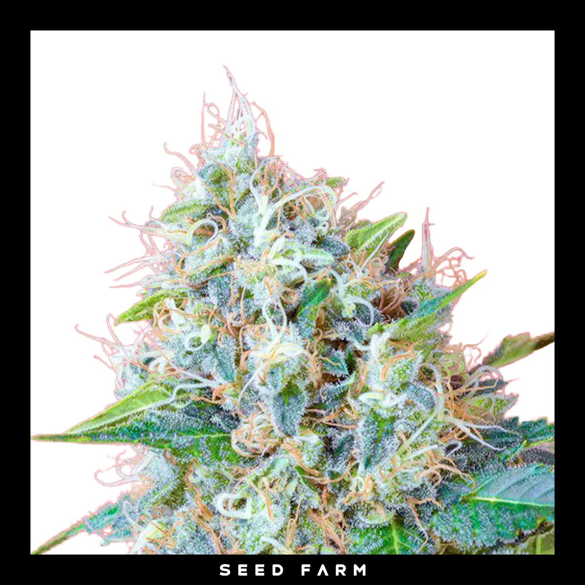 Sweet Seeds, Green Poison, feminisierte Cannabis Samen, Blüte