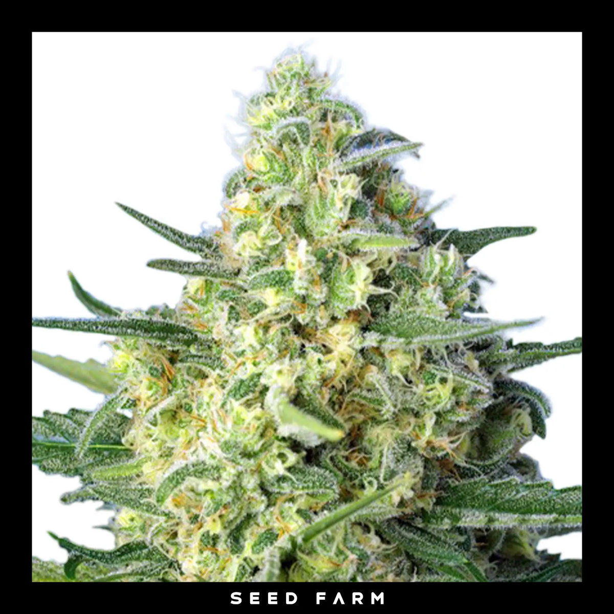 Sweet Seeds, Jack 47 XL, automatische Cannabis Samen, Blüte