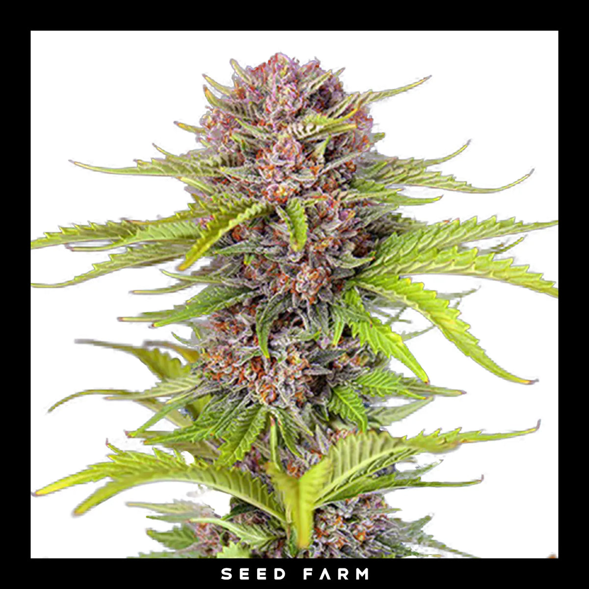 Sweet Seeds, Mimosa Bruce Banner XL, automatische Cannabis Samen, Blüte