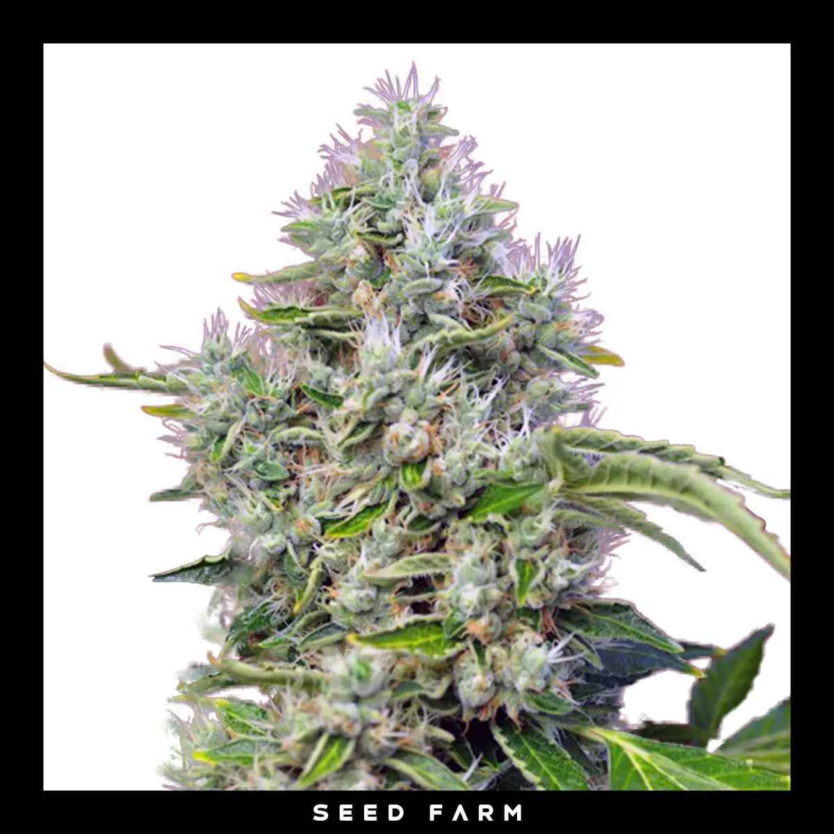Sweet Seeds, San Fernando Lemon Kush, feminisierte Cannabis Samen, Blüte