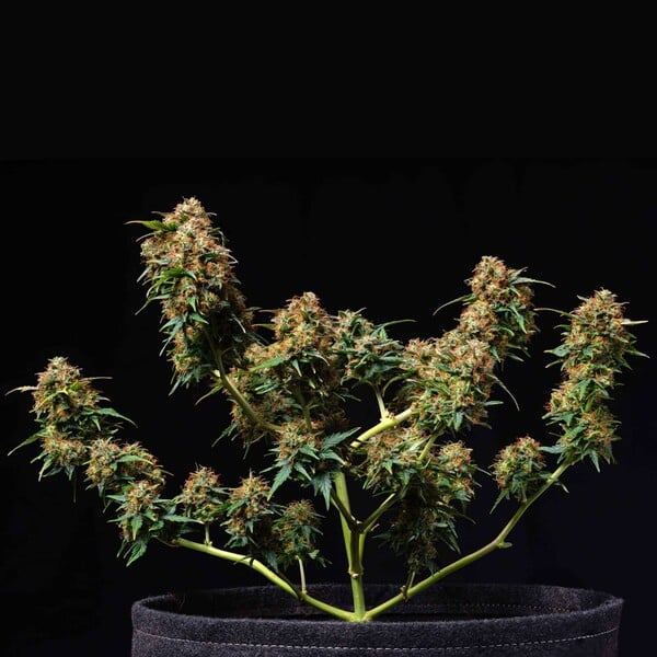 Royal Queen Seeds - TITAN F1 - Automatic