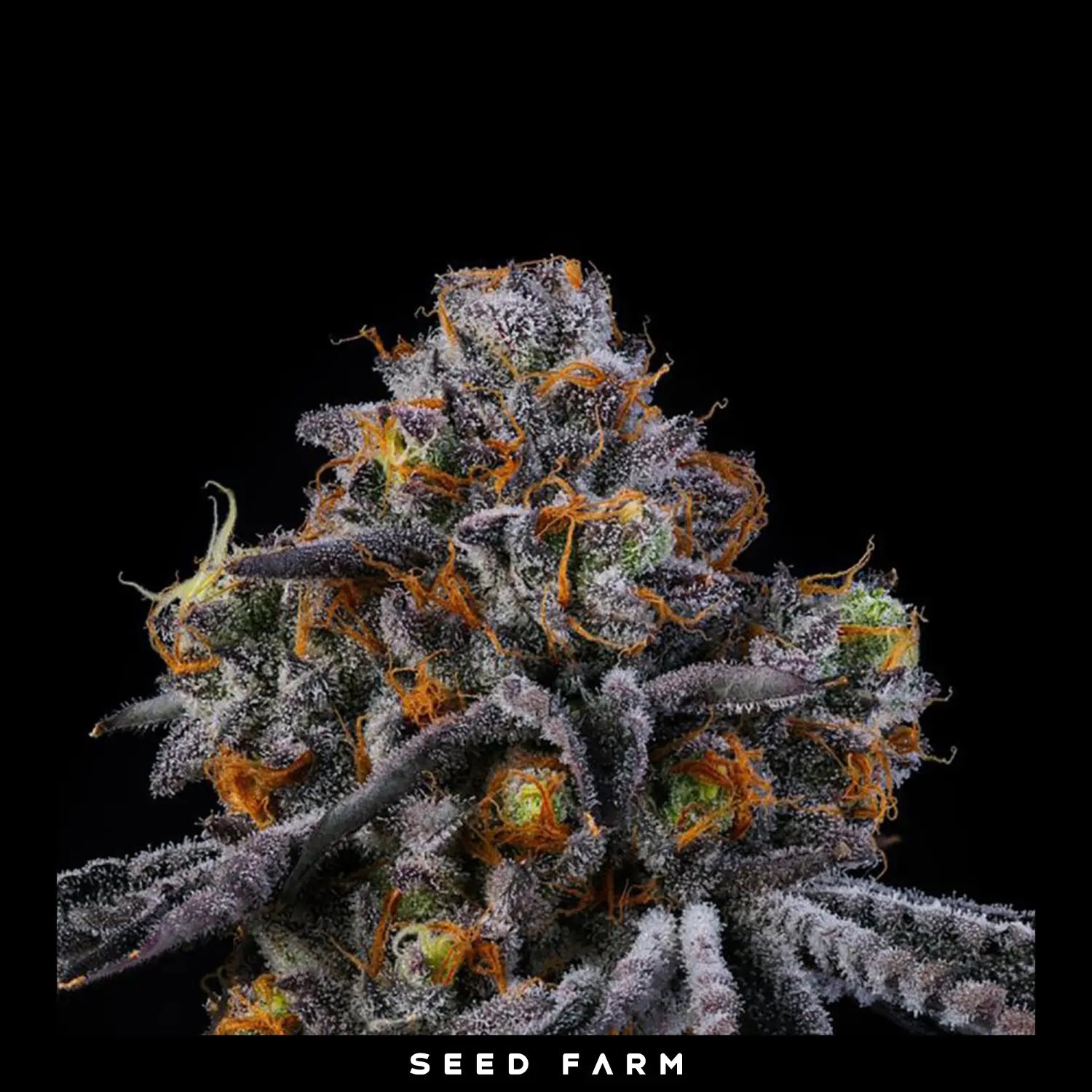 Wizard Trees RS 11 11, RS Collection, feminisierte Cannabis Samen, 6 Stück, Blüte