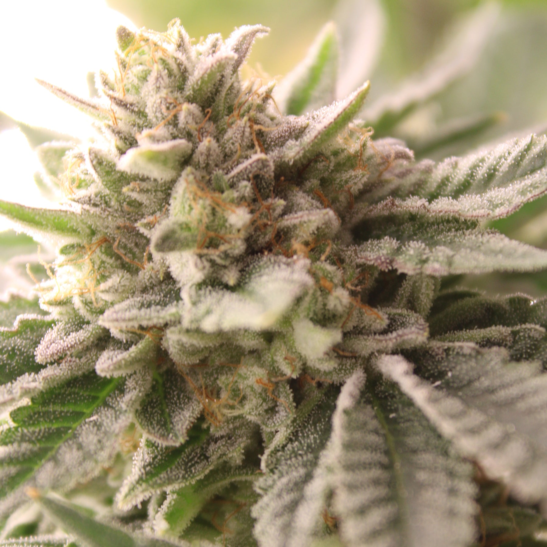 Terphogz - WATERMELON Z 2.0 - Feminized - 10 Seeds