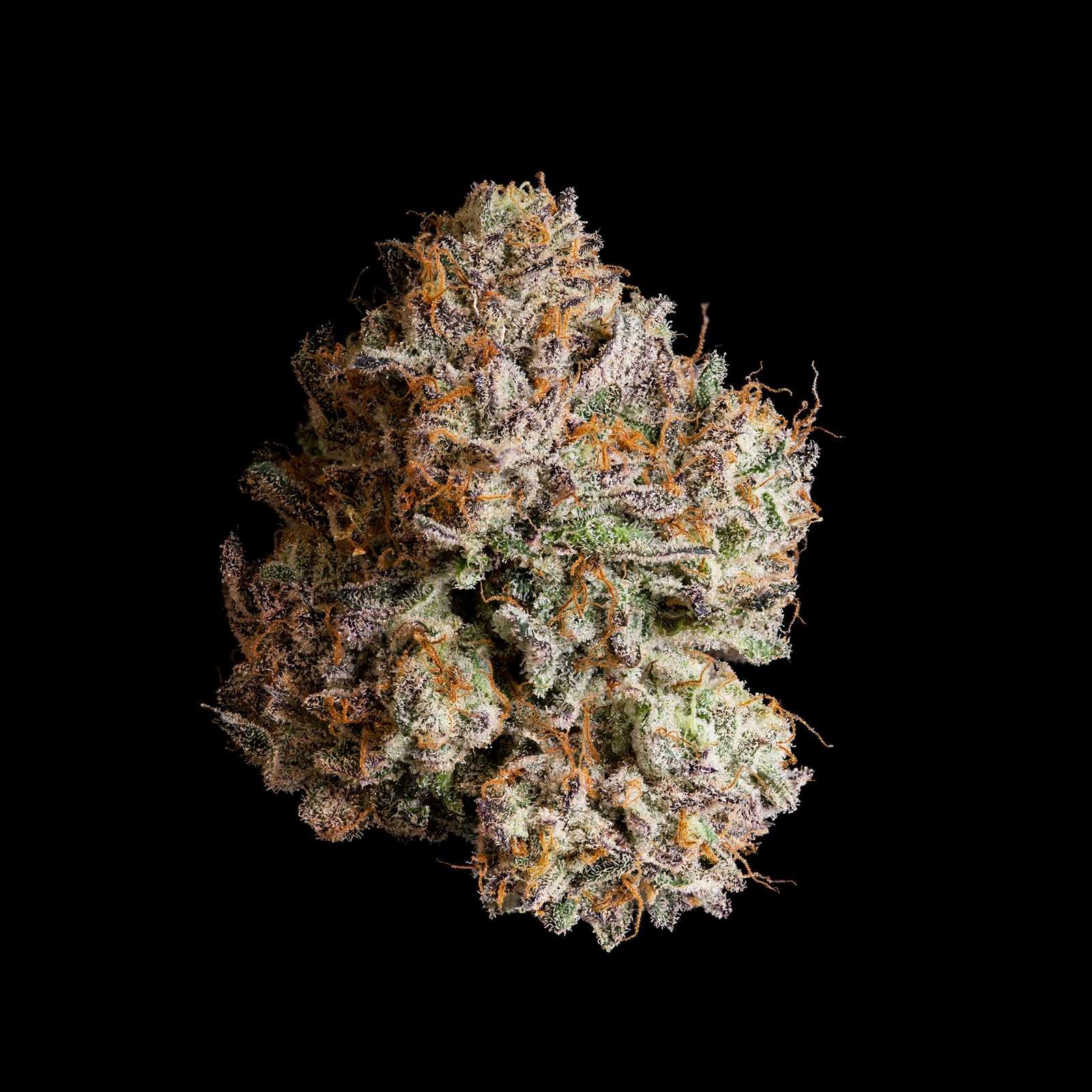 Wizard Trees - OBSIDIAN - Feminized