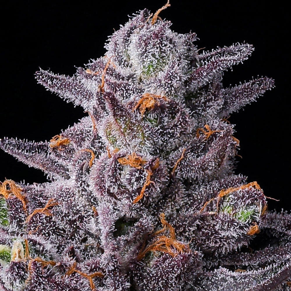 Barney's Farm - ZILLIONS - Feminized - 3 Seeds