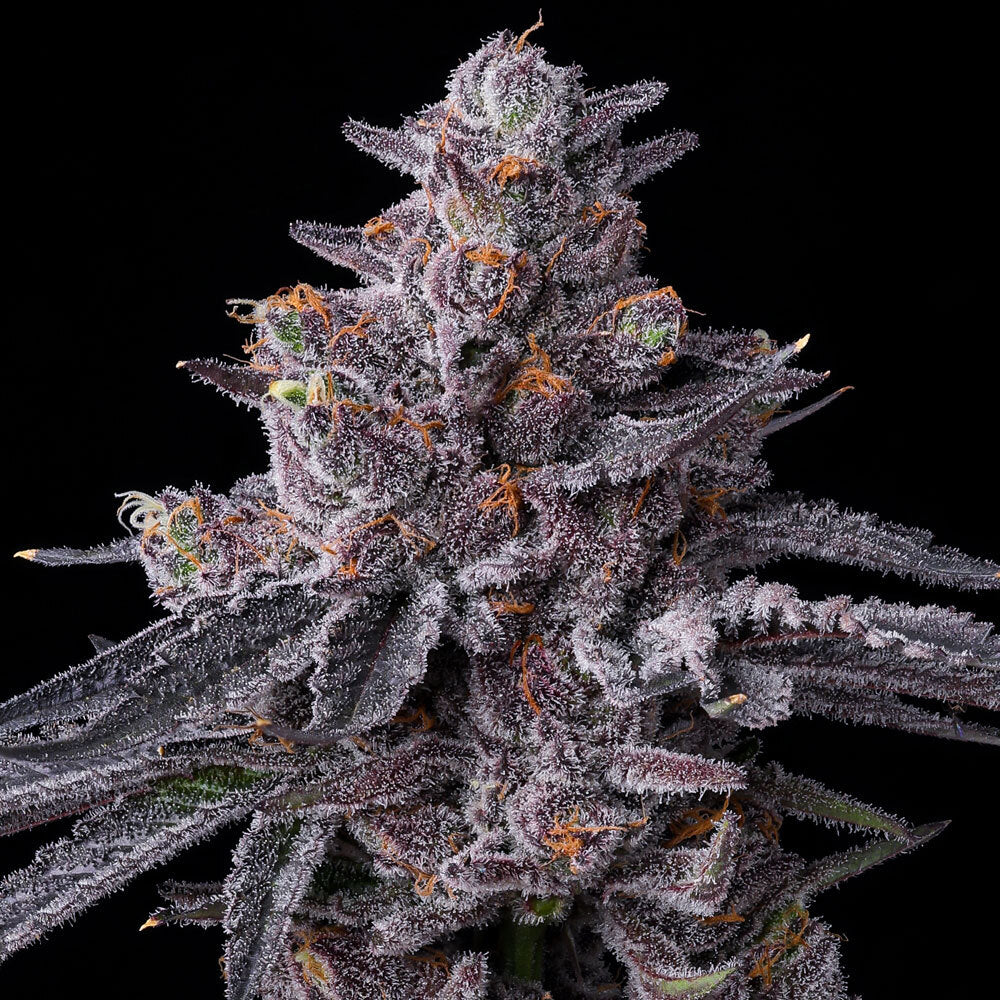 Barney's Farm - ZILLIONS - Feminized - 3 Seeds