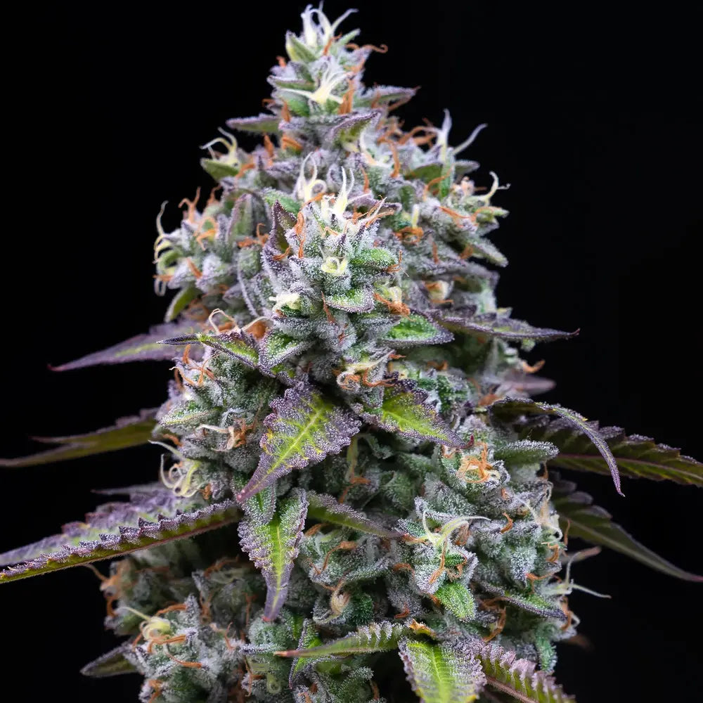 Barney's Farm - ZOAP - Feminized - 3 Seeds