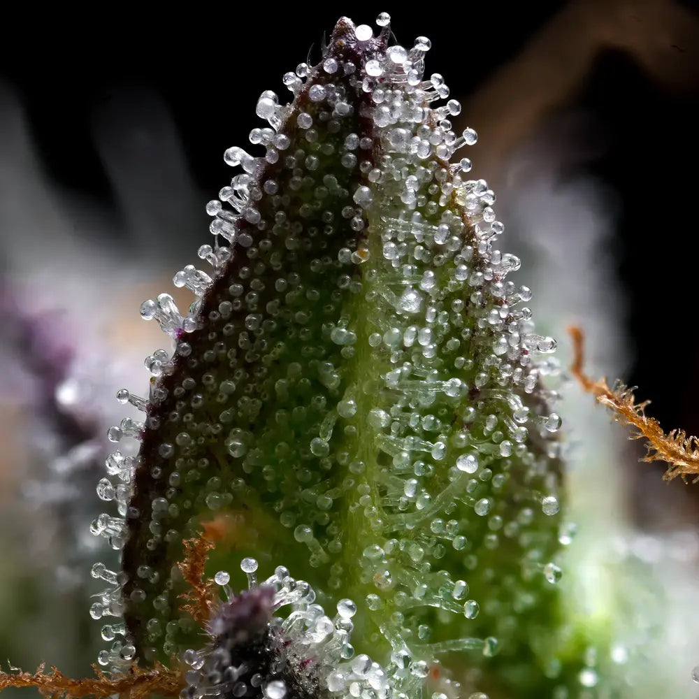 Barney's Farm - ZOAP - Feminized - 3 Seeds