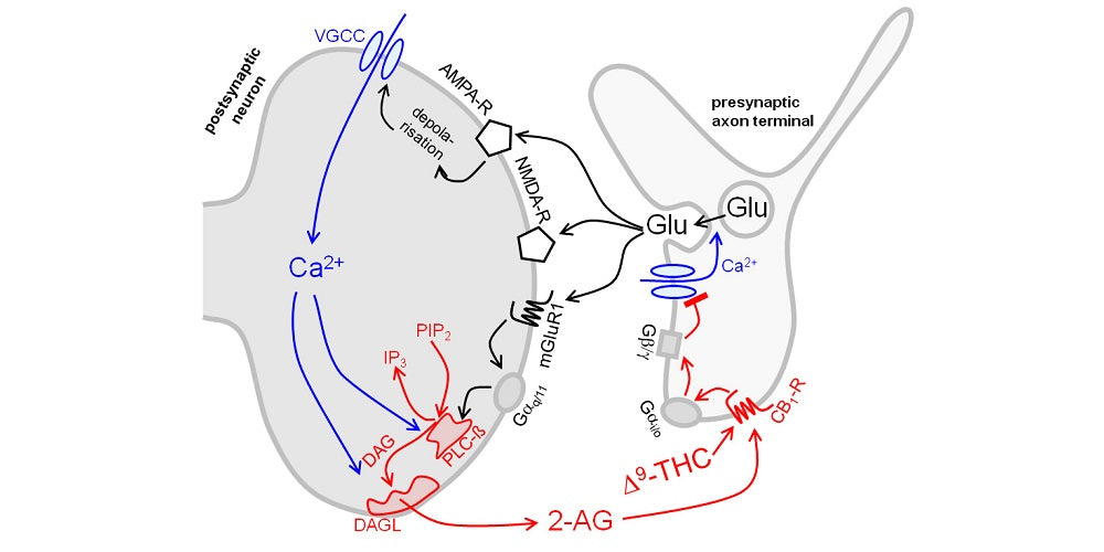 CBG – Ein Phytocannabinoid mit besonderem Potential TEIL 2