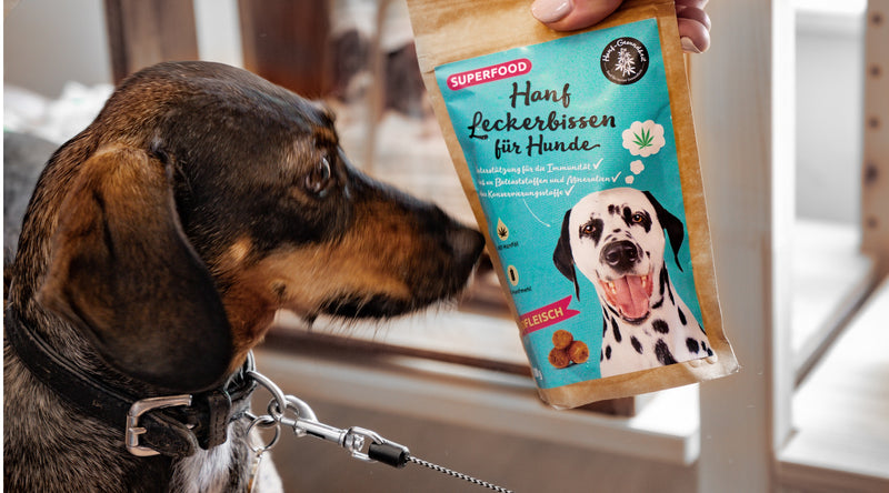 Green Mile Blogbeitrag Wie Hanfprodukte die Gesundheit von Hunden unterstützen können