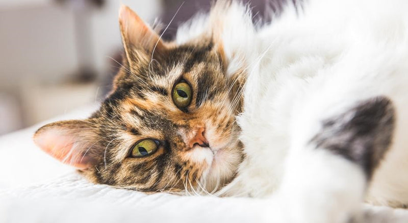 Green Mile Blog post CBD für Katzen bei welchen Problemen Krankheiten kann CBD helfen