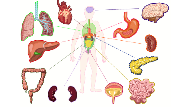 Green Mile Blog News Das Endocannabinoid System im menschlichen Körper