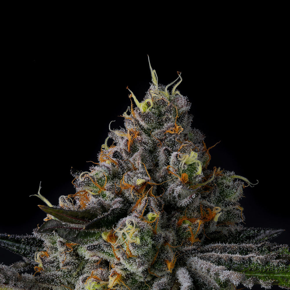 Wizard Trees - GALACTIC RAINBOW - Feminized