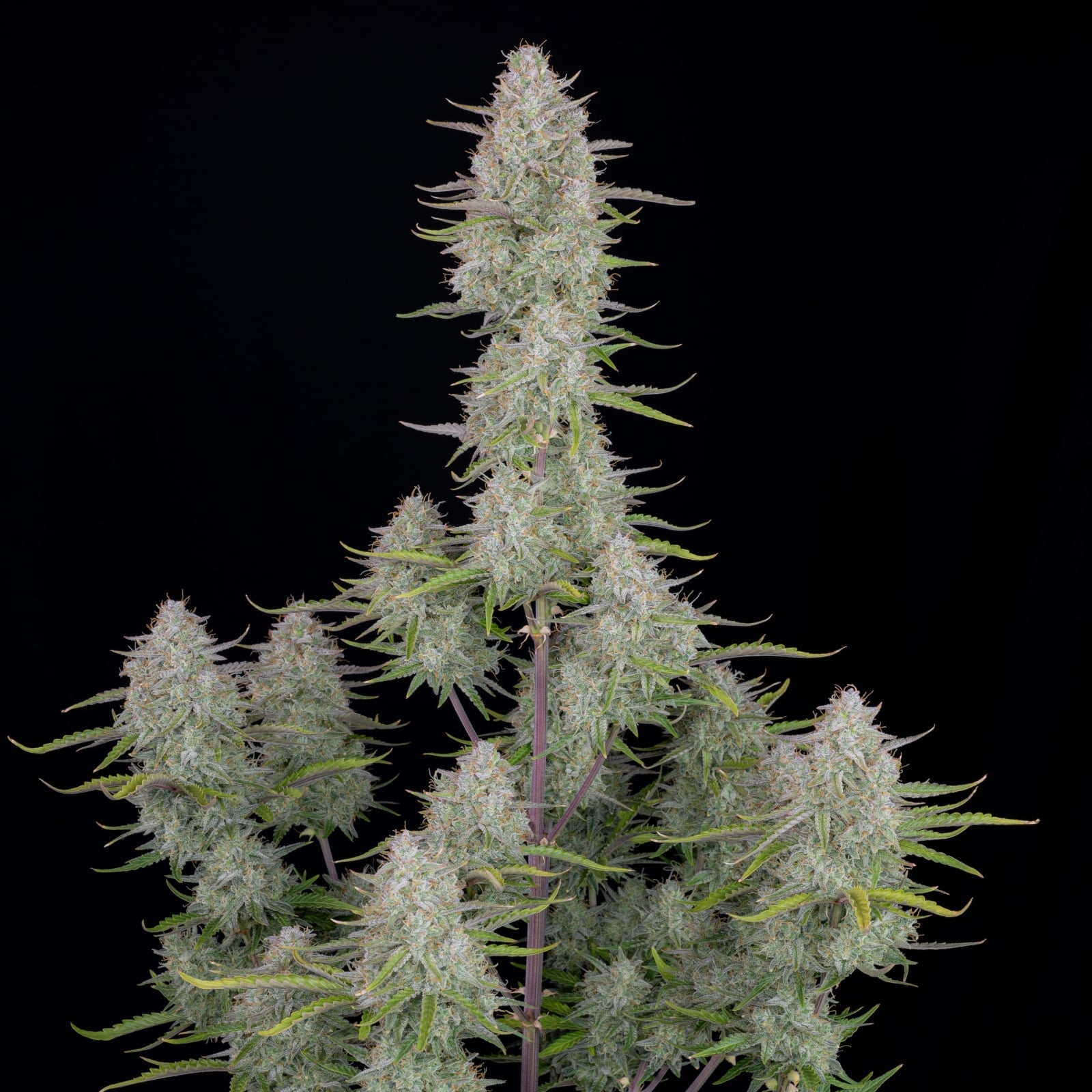42 FastBuds - WEDDING CHEESECAKE - Automatic - 3 Seeds
