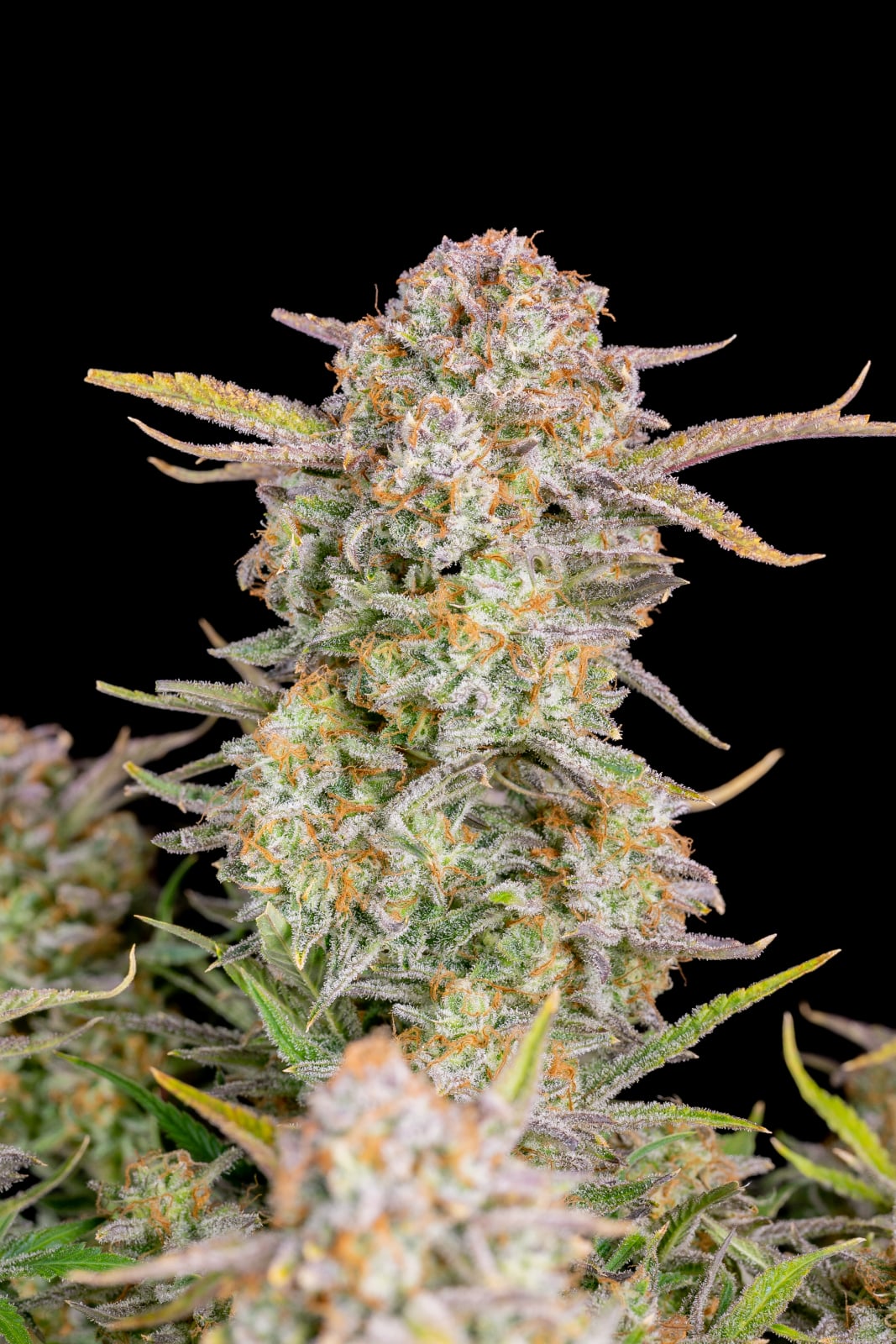 42 FastBuds - BRUCE BANNER - Automatic - 3 Seeds