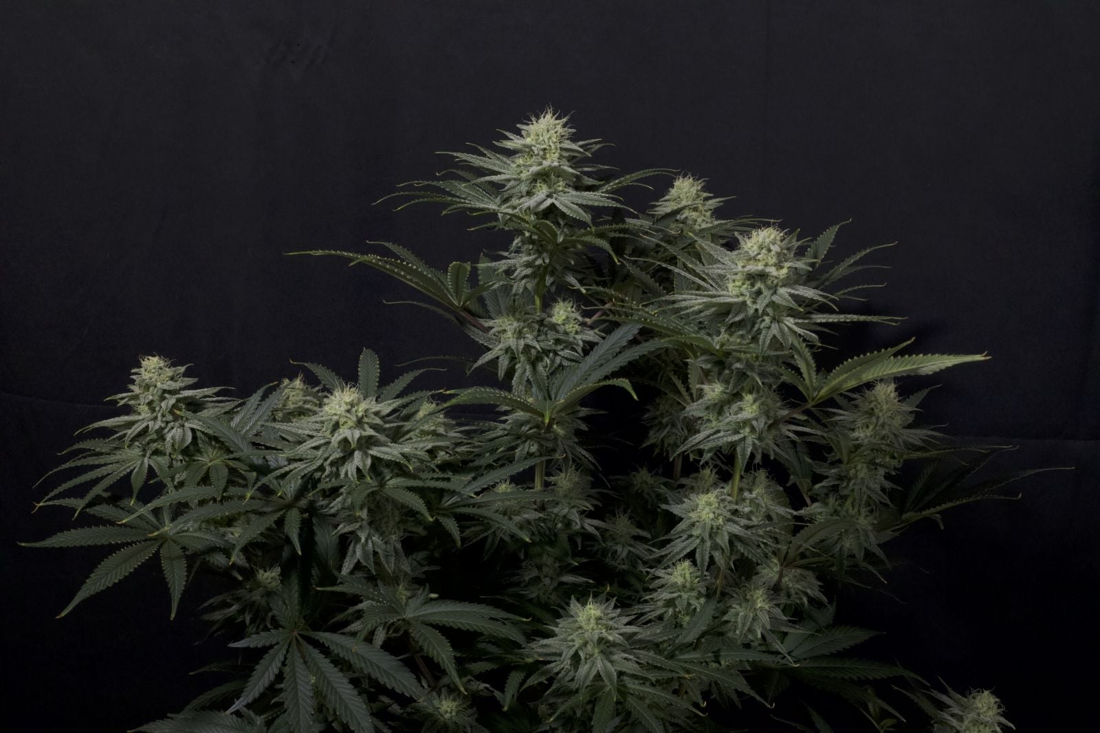 42 FastBuds - GG4 SHERBET FF 3 - Feminized - 3 Seeds
