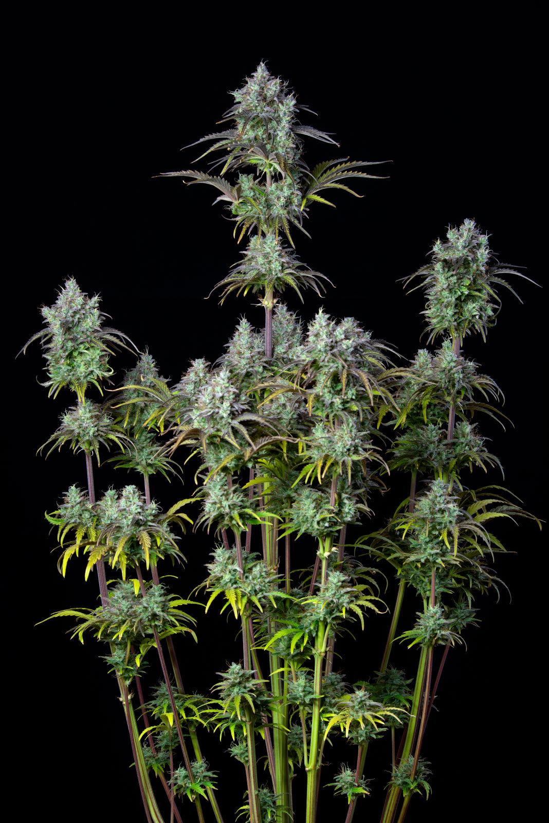 42 FastBuds - ORIGINAL AUTO BIG BUD - Automatic - 3 Seeds