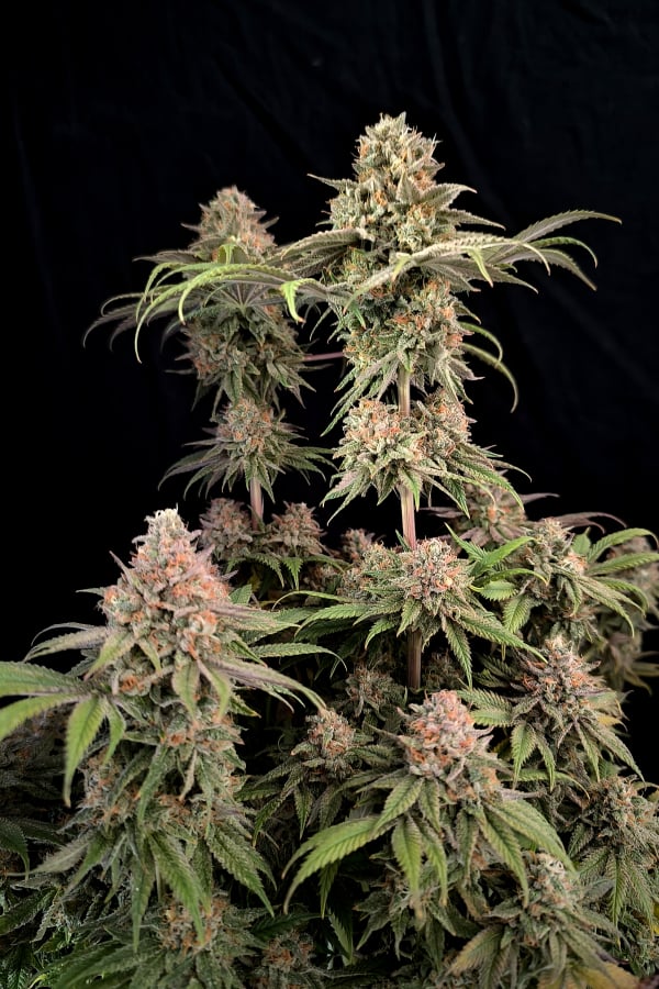 42 FastBuds - RAINBOW MELON  - Feminized - 3 Seeds
