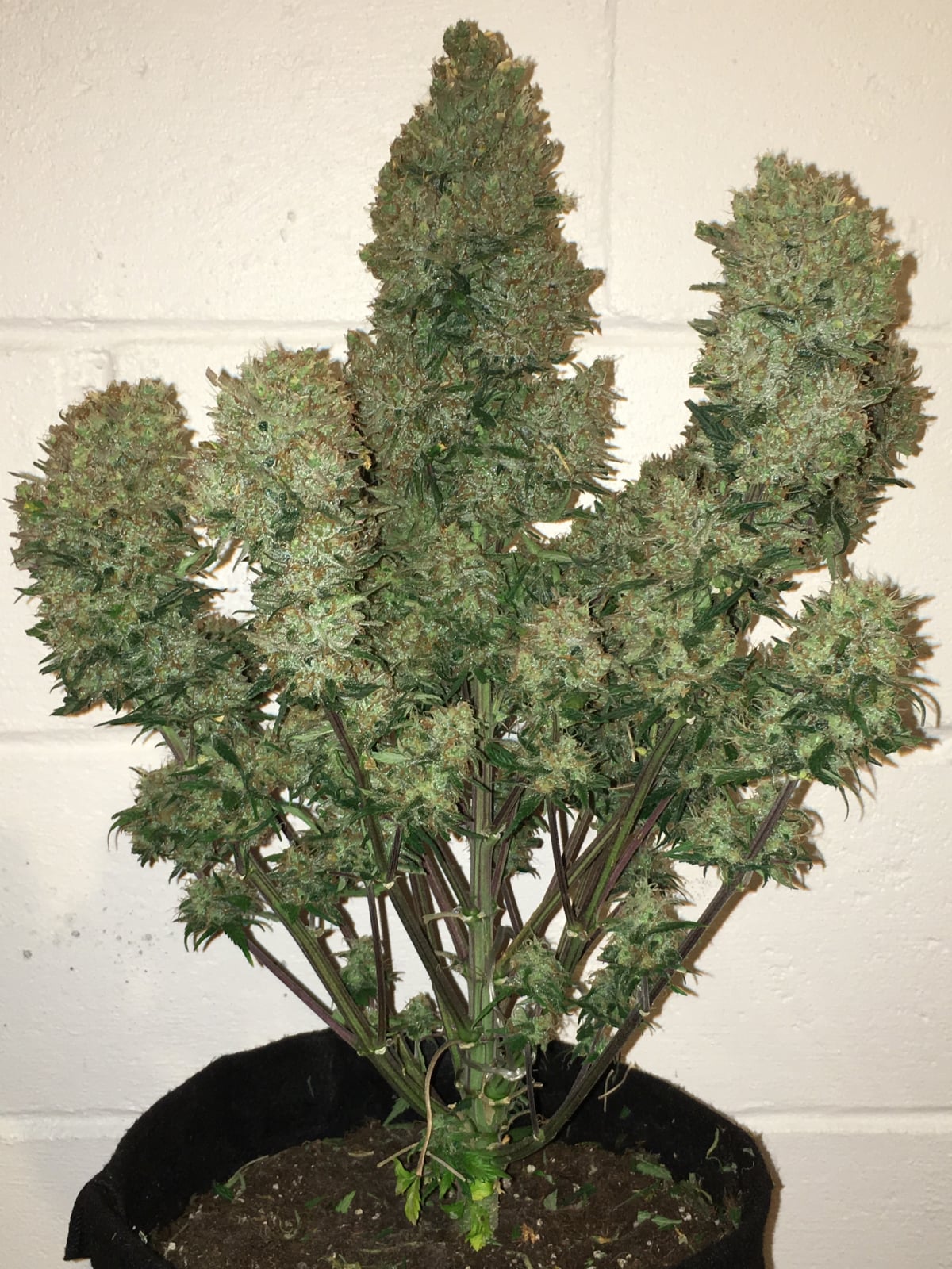42 FastBuds - WEST COAST O.G. - Automatic - 3 Seeds