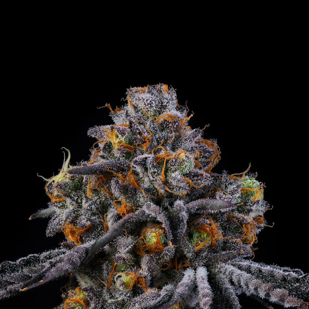 Wizard Trees - RS 11:11 - Feminized