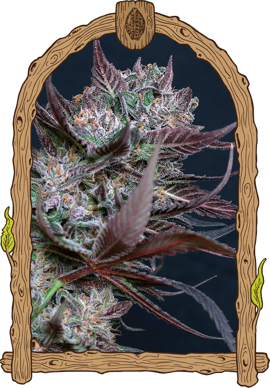 Exotic Seed - BLACK LEMON - Feminized