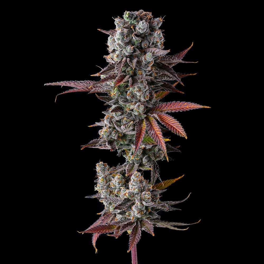 Compound Genetics - HAWAIIAN SKUNKIST - Feminized