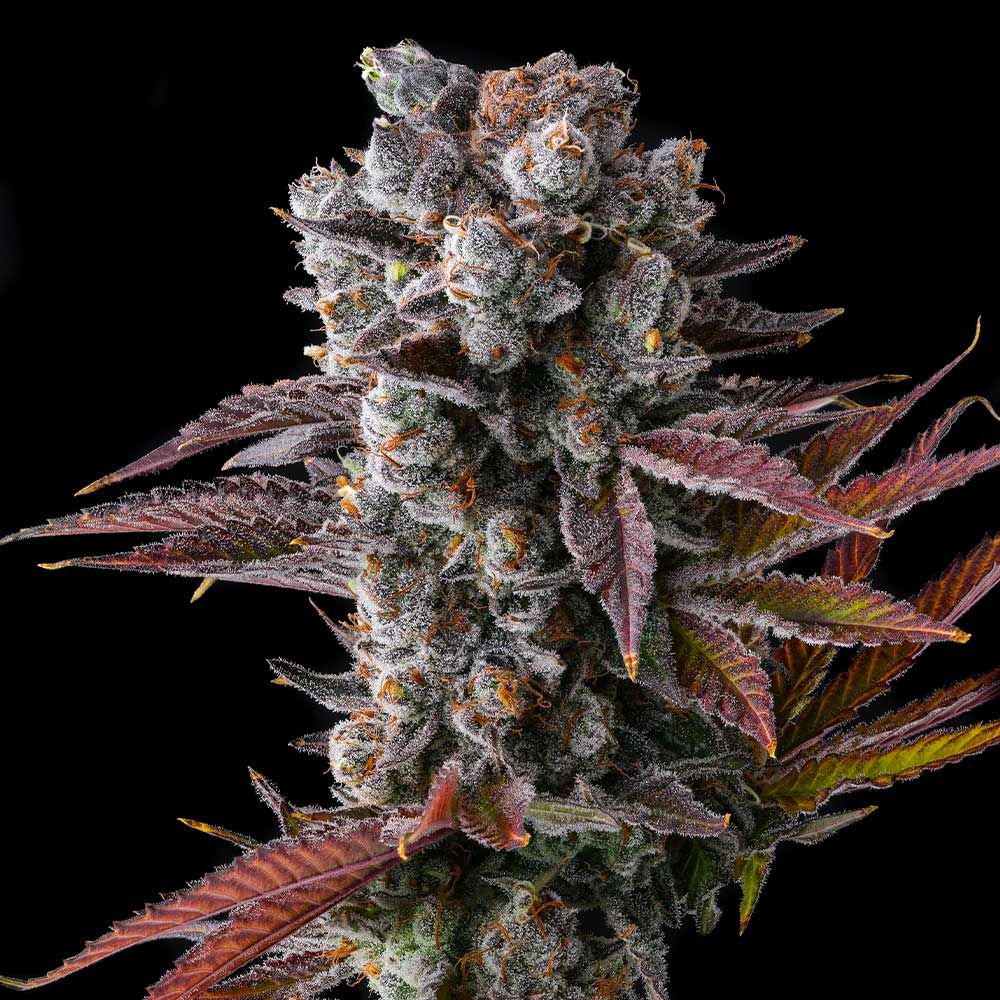 Compound Genetics - HAWAIIAN SKUNKIST - Feminized