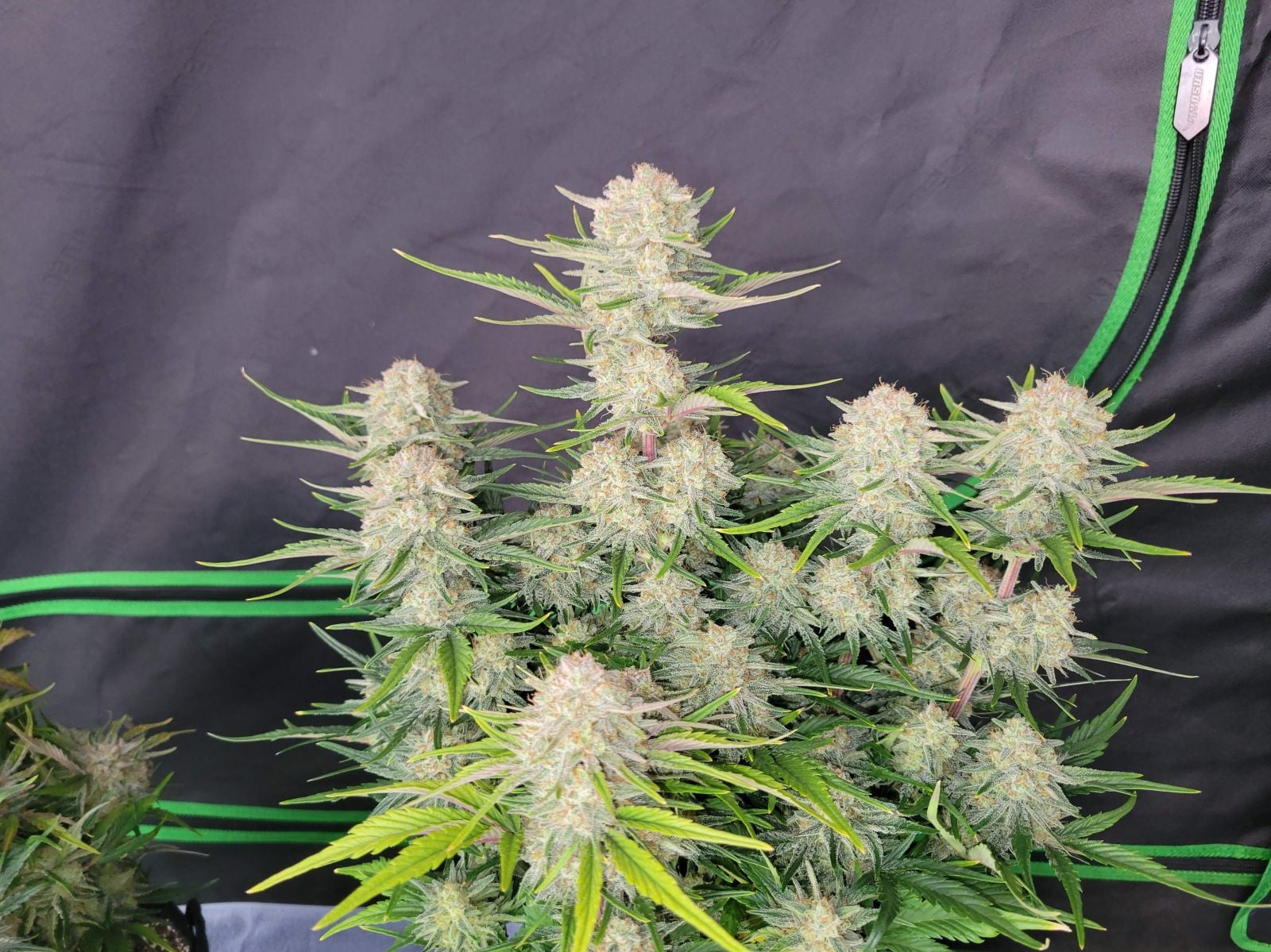 42 FastBuds - APRICOT - Automatic - 3 Seeds