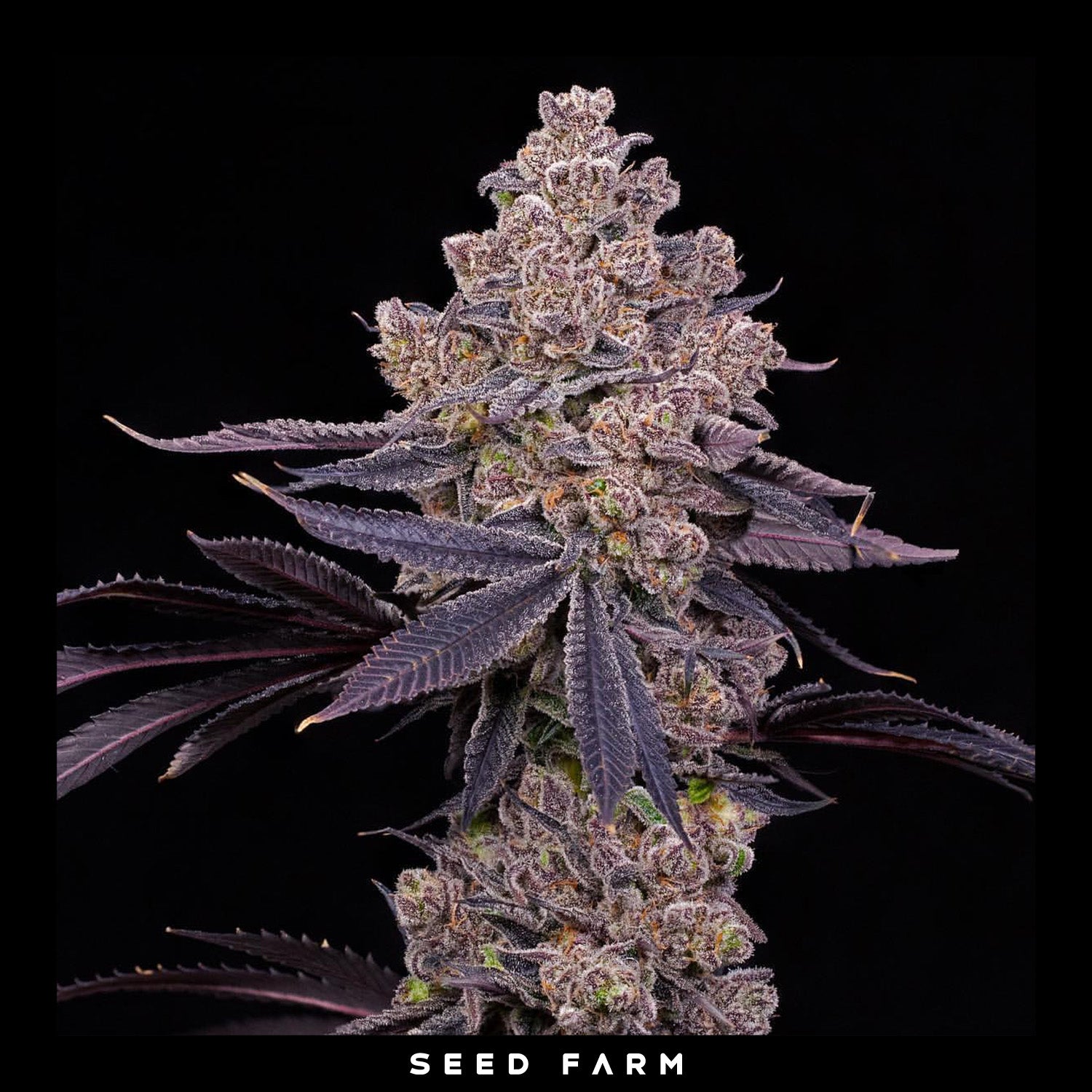 Compound Genetics - MELLOWZ - Feminized