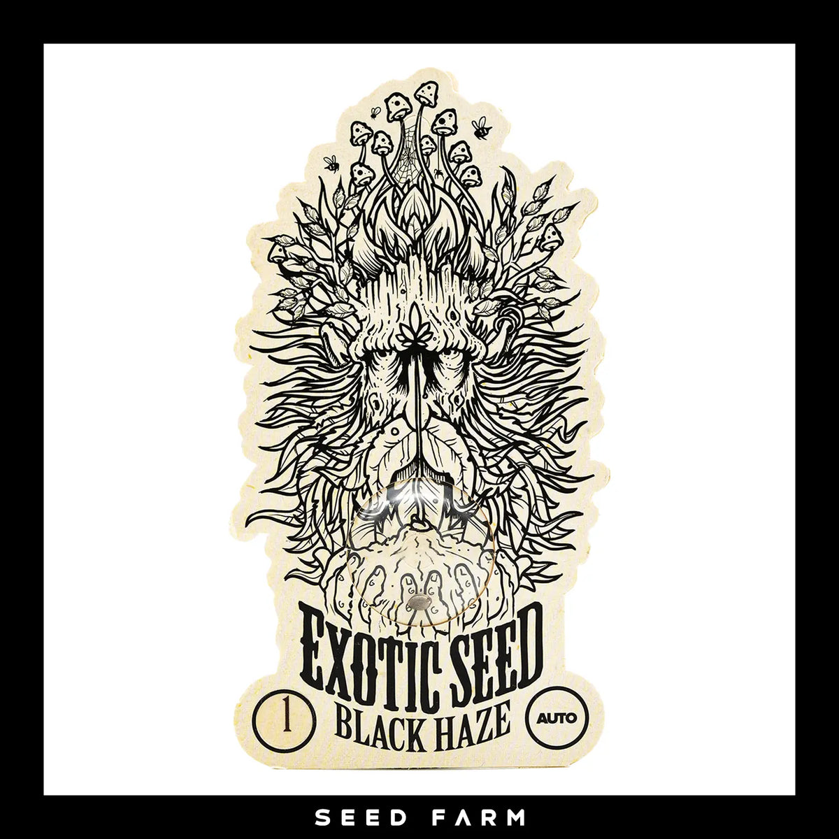 Exotic Seed Black Haze,automatic Cannabis Samen, 1 Stück, Vorderansicht