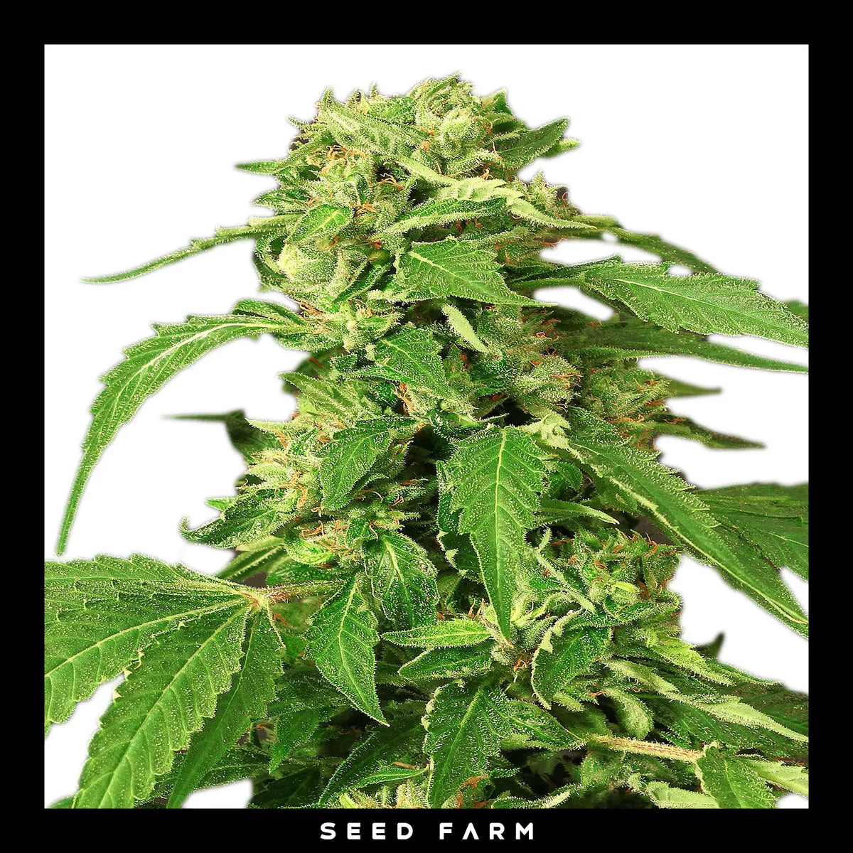 Exotic Seed Exotic Thai, feminisierte Cannabis Samen, Blüte