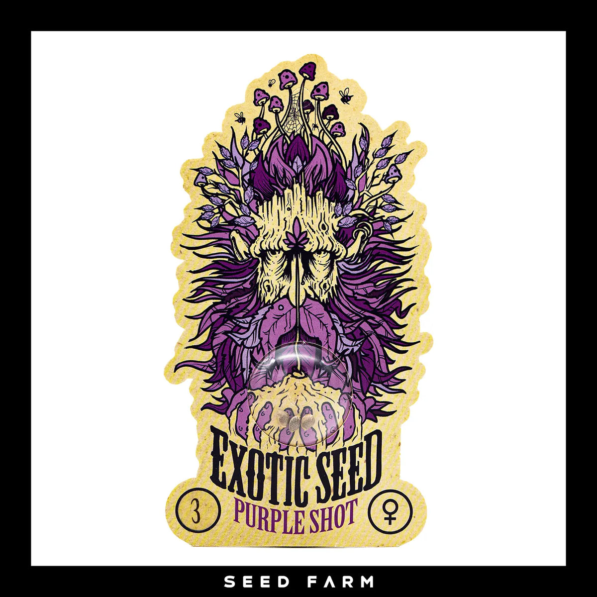 Exotic Seed Purple Shot, feminisierte Cannabis Samen, 3 Stück, Vorderansicht