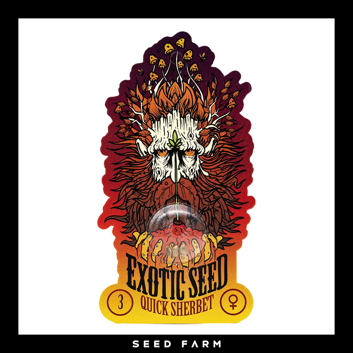 Exotic Seed Quick Sherbet, feminisierte Cannabis Samen, 3 Stück, Vorderansicht
