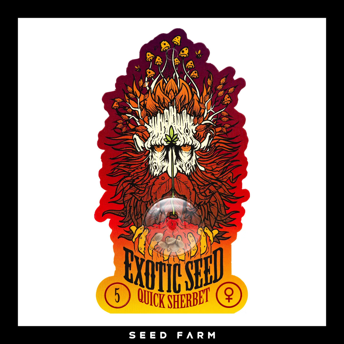Exotic Seed Quick Sherbet, feminisierte Cannabis Samen, 5 Stück, Vorderansicht