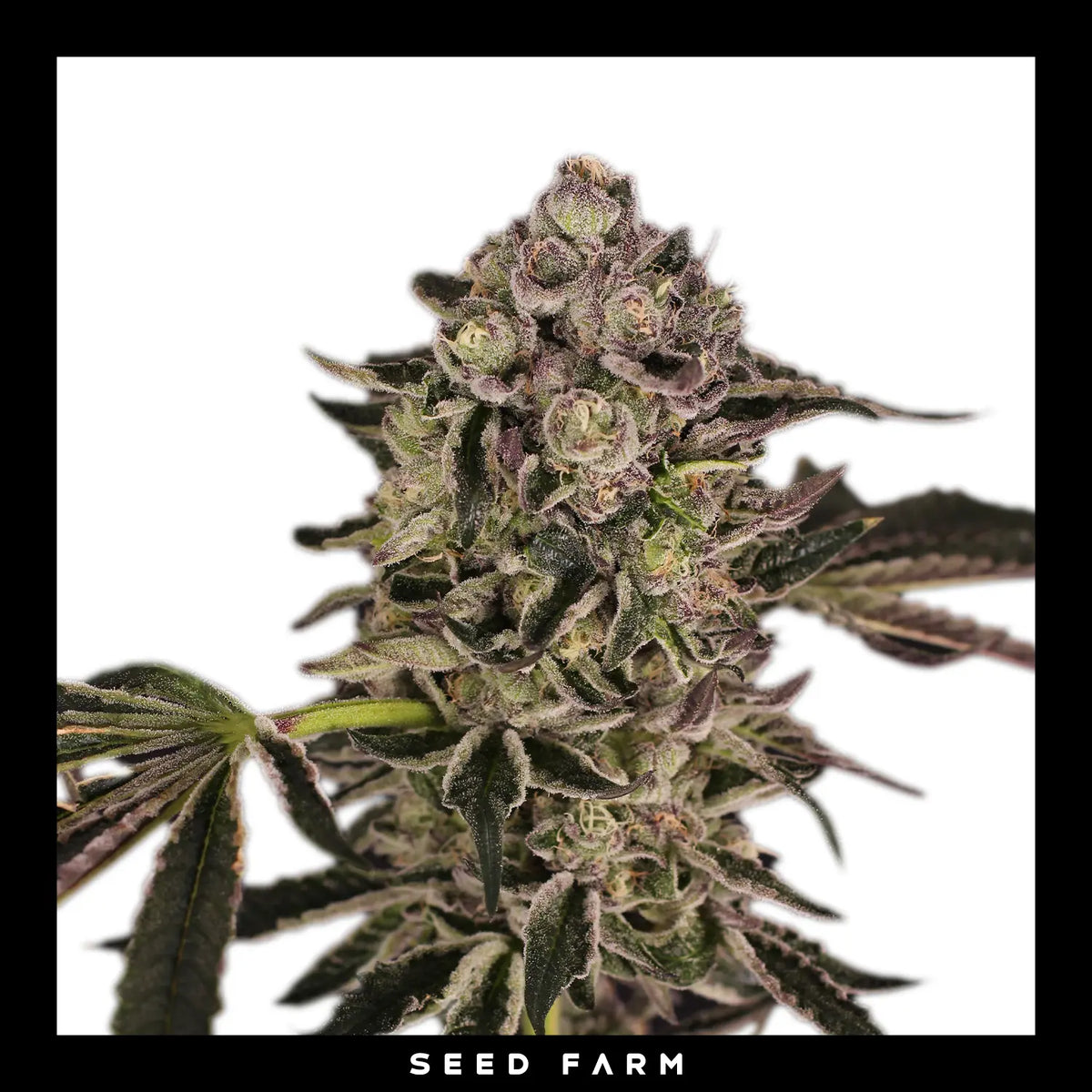 Exotic Seed Quick Sherbet, feminisierte Cannabis Samen, Blüte