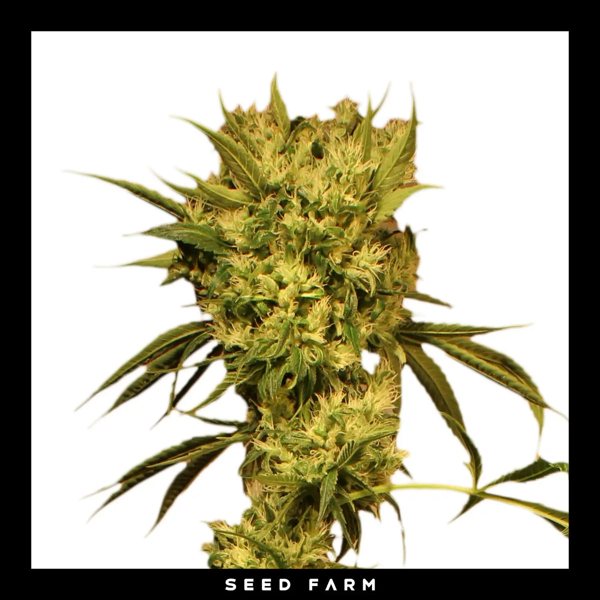 Exotic Seed White Jewel, regular Cannabis Samen, Blüte
